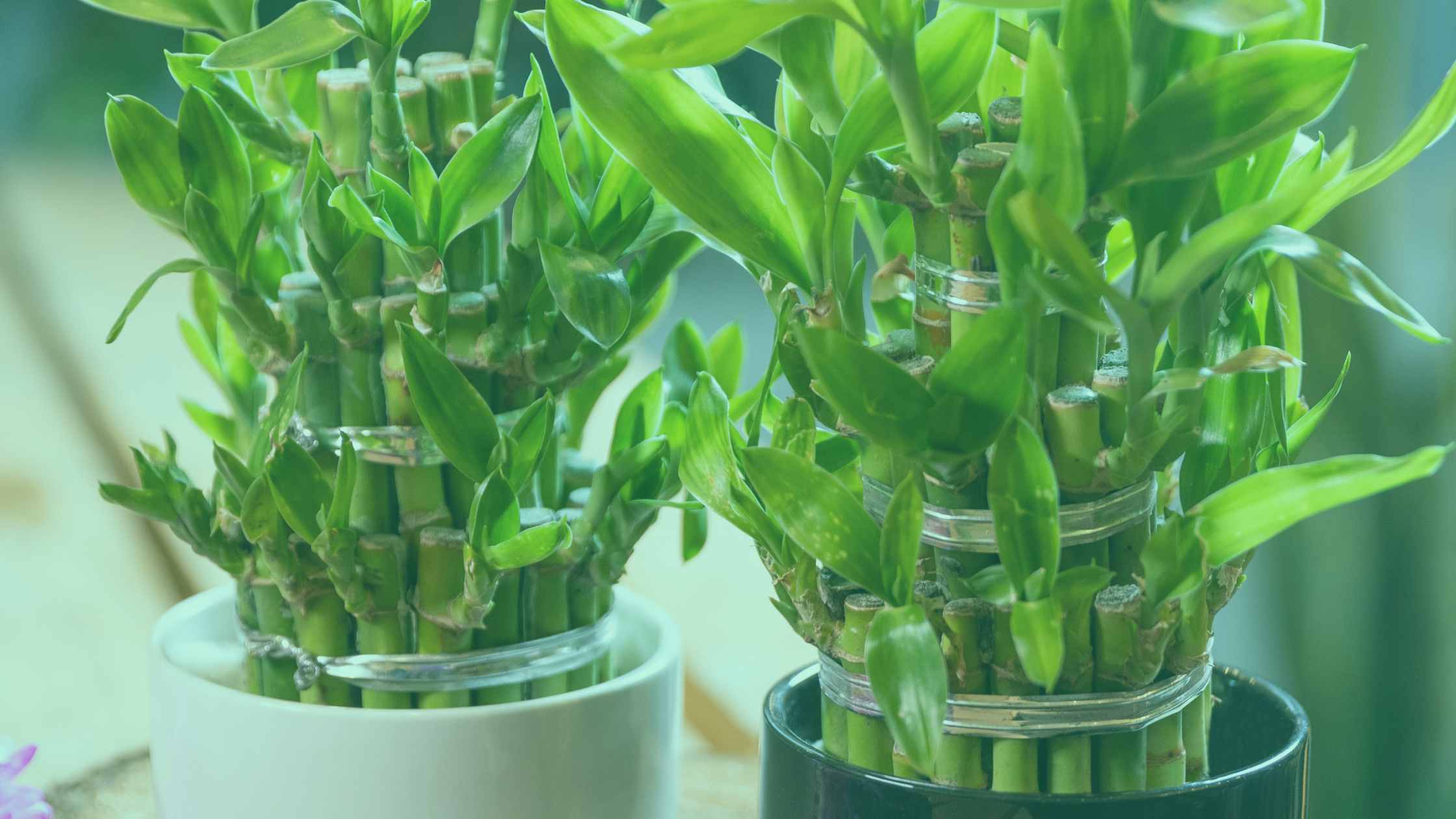 Breaking the pot how to grow your business beyond borders